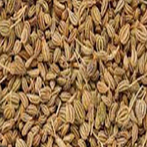 Ajwain Bishop Seeds