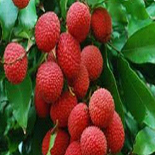 Shahi Litchi