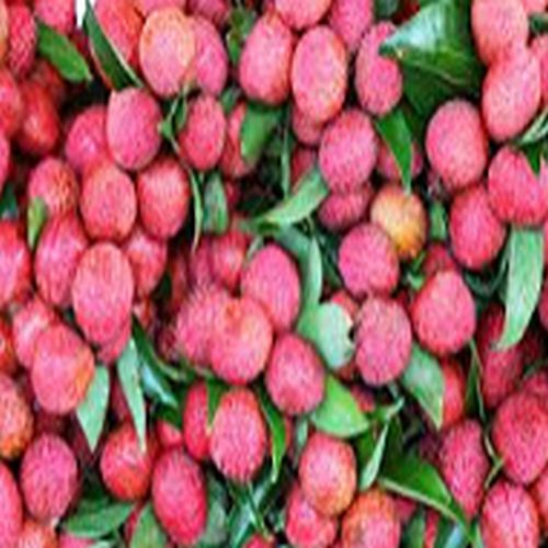 Shahi Litchi