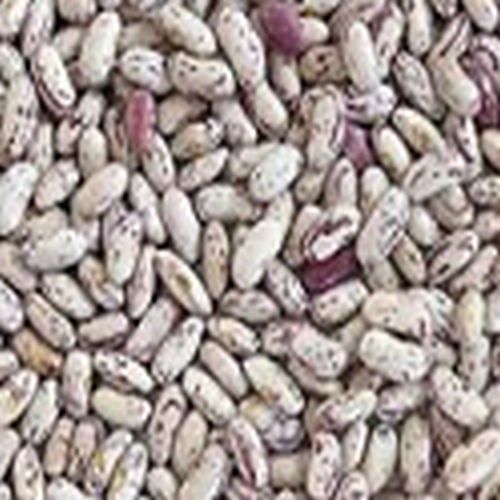 Light Speckled Kidney Beans