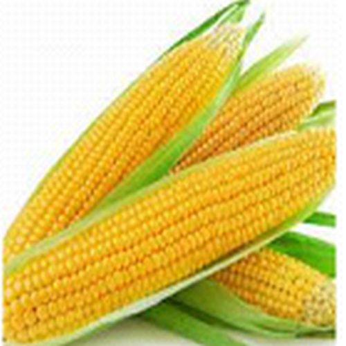 Yellow Maize