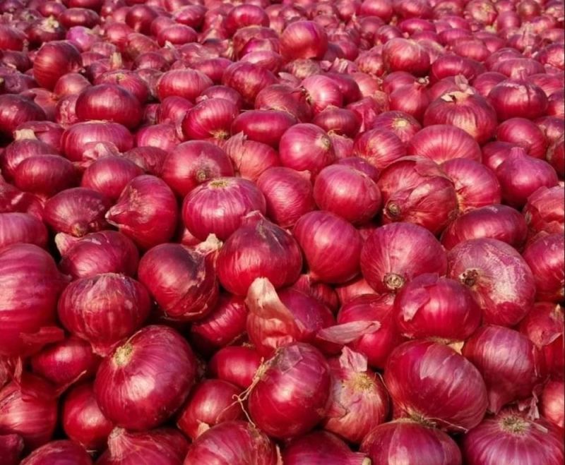 A Grade Red Onion, For Human Consumption, Shelf Life : 7-15days
