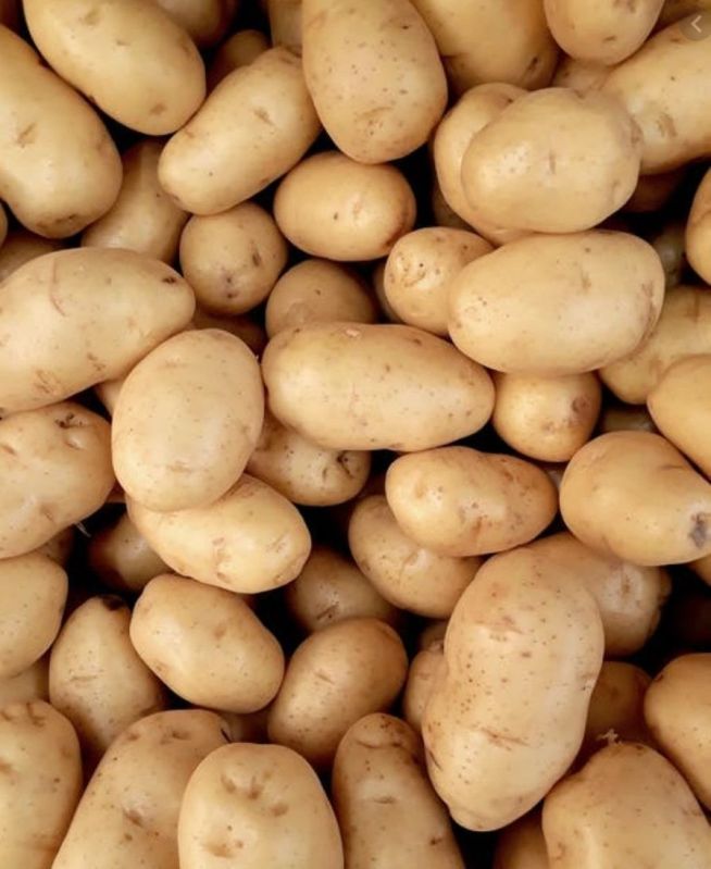 Organic Chipsona Potato, Shelf Life : 10 Days