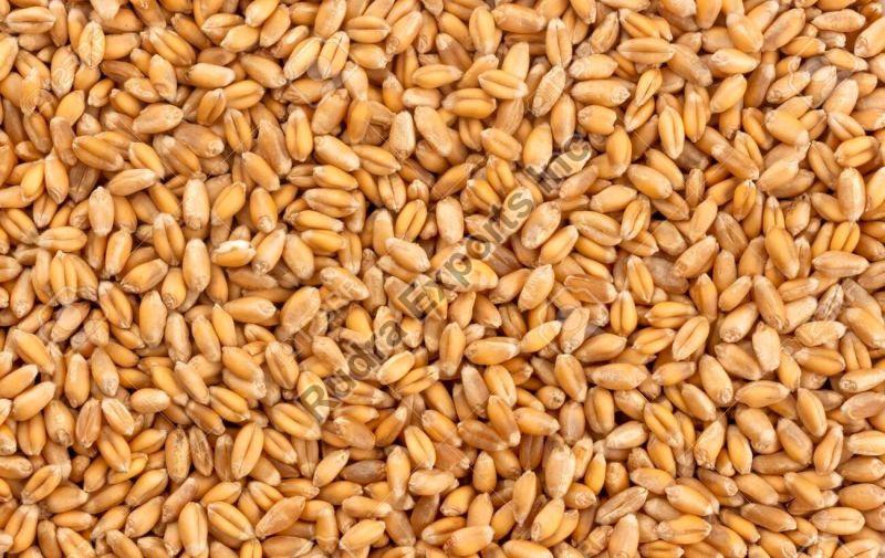 A Grade Wheat Grains