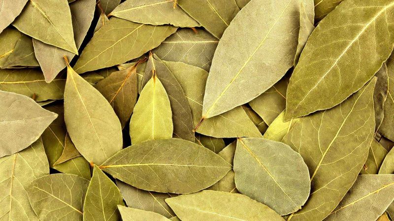 Green Bay Leafs, for Cooking, Packaging Size : 25kg