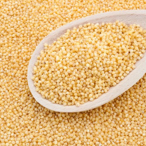 Yellow Organic Little Millet, for Cooking, Variety : Hybrid