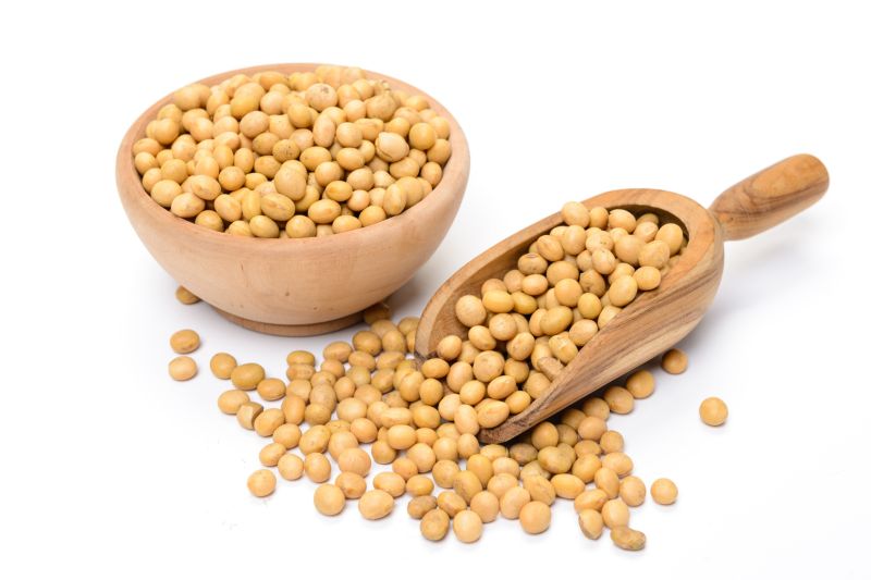 White Organic Soy Bean, for Cooking, Shelf Life : 2 Years