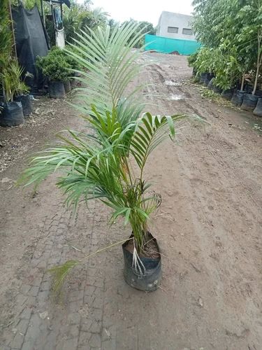 Bamboo Areca Palm Plant