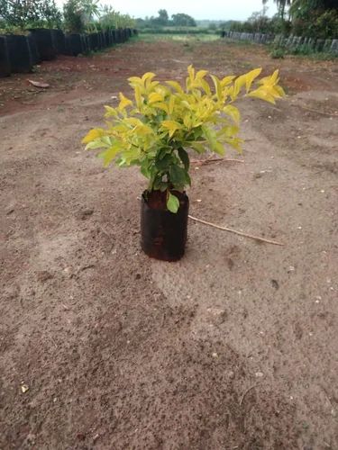 Golden Duranta Plant, for Gardening, Length : 0-10ft