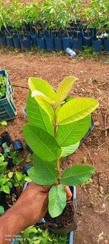 Green Guava Fruit Plant, for Garden, Variety : Summercrisp