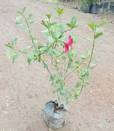 Natural Hibiscus Flowering Plant