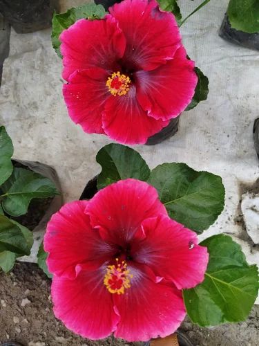 Red Hibiscus Flower Plant