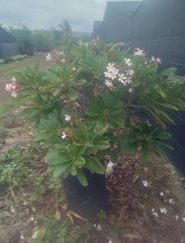 Singapuri Chafa Plant, for Gardening, Length : 10-20ft