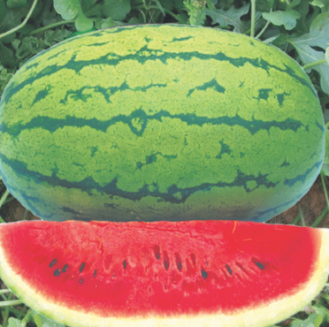 Dragon King Red Oblong Fresh Water Melon Green, For Human Consumption, Variety : Namdhari Watermelon