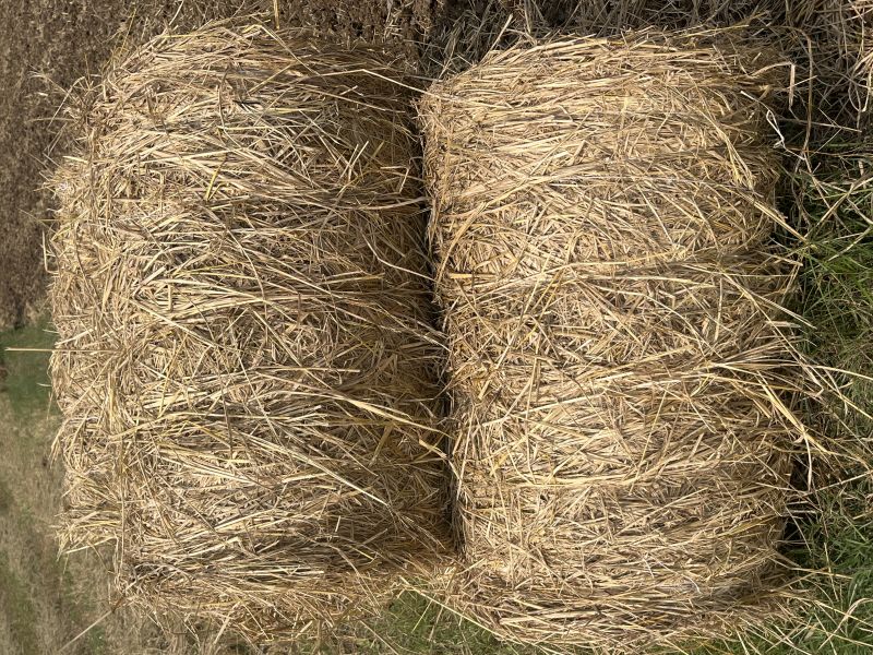 ADT 46 20 kg Strew Dry paddy straws, Size : 20kG Rolls
