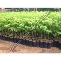 5 Kg neem plants, Size : 12 Ft X 4ft X2ft (lxWxD)