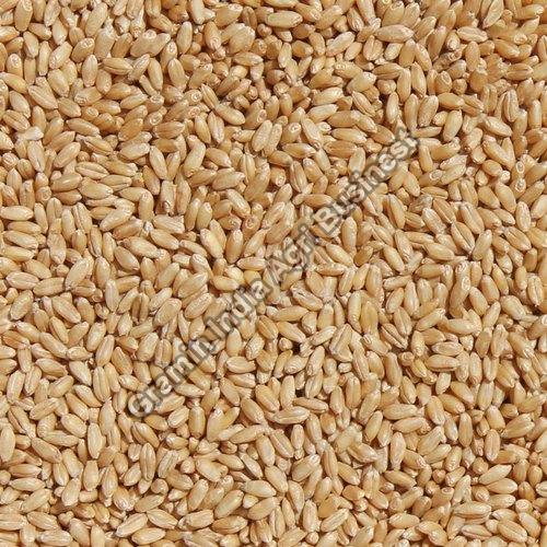 Organic Tejas Wheat Seed, for Chapati, Khakhara, Roti, Style : Dried, Natural