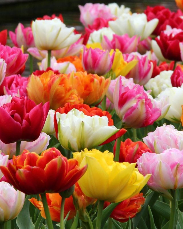 Red Tulip Flower Bulbs, Purpose : Garden