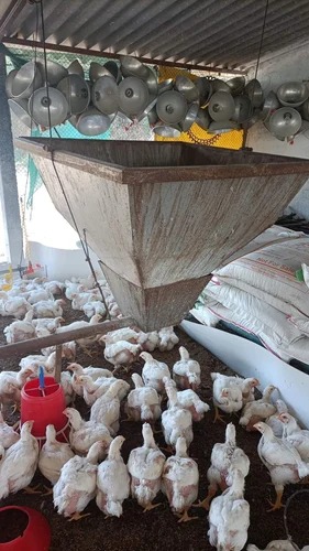 Poultry Chick Feeder