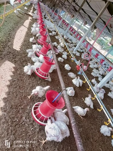 Plain PVC Poultry Feeder, Capacity : 20 Birds