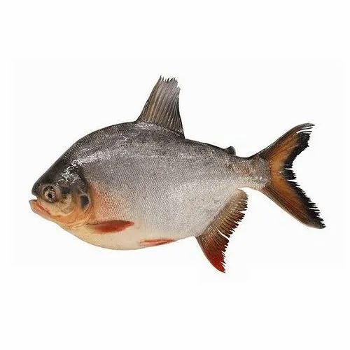 Fresh Pomfret Fish, for Restaurant, Hotel, Packaging Type : Plastic Crates