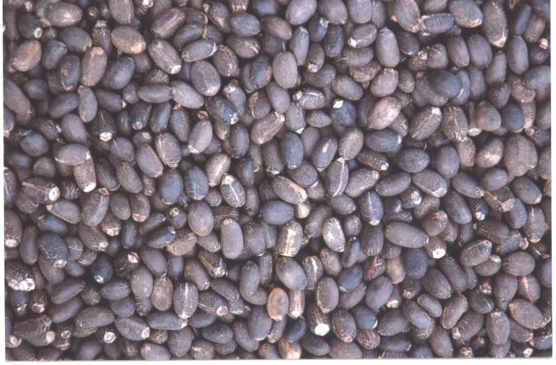 Jatropha Seeds, Packaging Type : 25 Kg Pp Bag