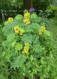 Natural Senna Leaves, Feature : Healthy To Drink
