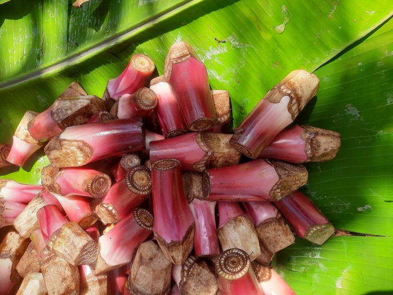 Banana Plant Suckers, Color : Red, Brown