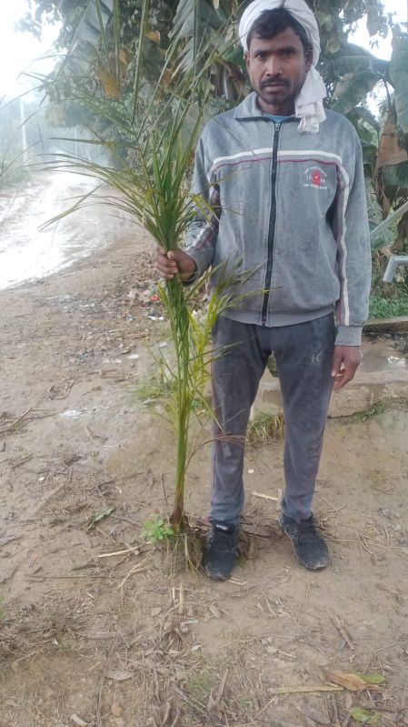 Bottle Palm, for Planting