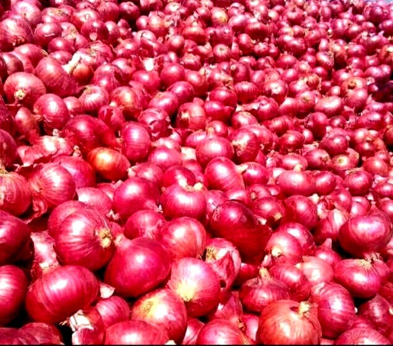55mm Red Onion, for Food, Shelf Life : 7-15days