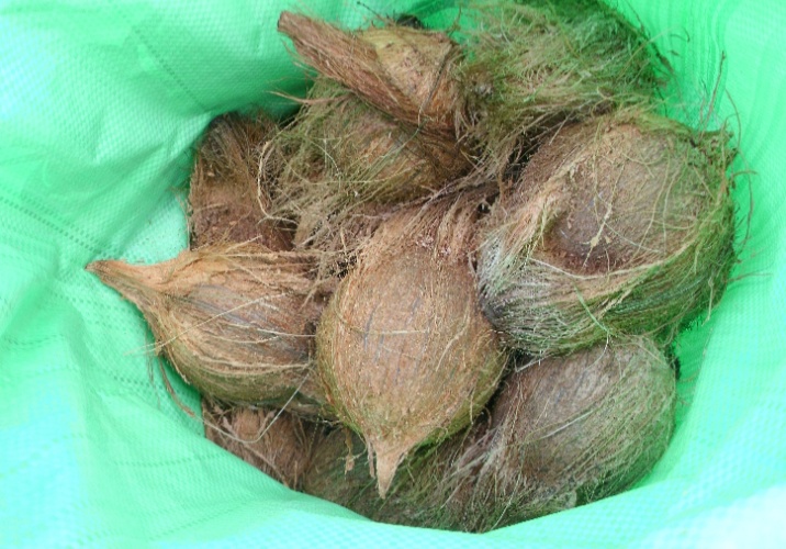 fresh coconut Kerala pollachi