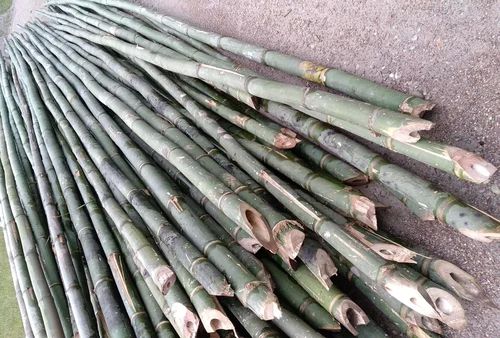 10 Feet Green Bamboo Pole, for Camping, Furniture