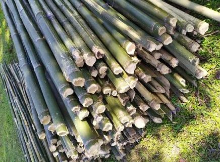 18 Feet Green Bamboo Pole