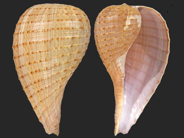 Ficus Gracilis Seashell