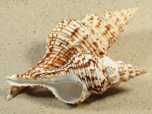 Fusinus Nicobaricus Shankh