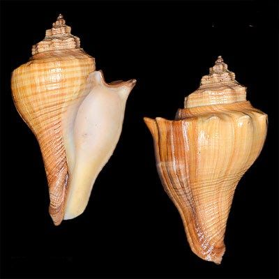 Hemifusus Cochlidium Shankh