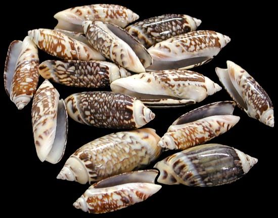 Natural Black Kovanchi Seashell