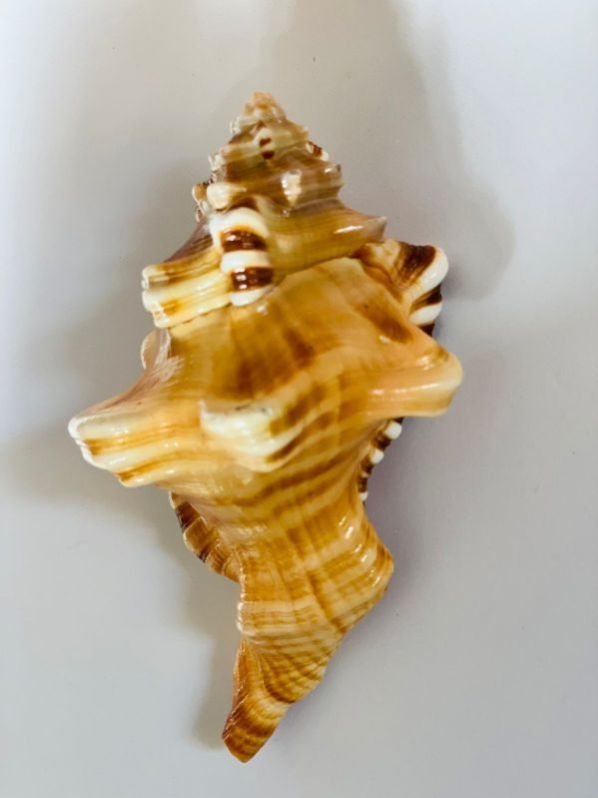 Natural Ganesh Shankh