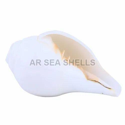 White 5 Inch Conch Shell Shankh, Packaging Type : Box