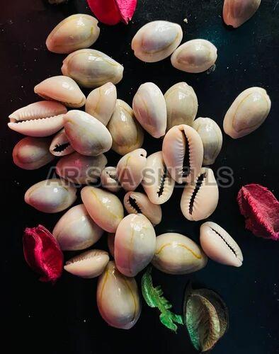 White Glossy 5mm Natural Cowrie Seashell, Packaging Type : Plastic Box