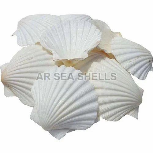 5mm White Mermaid Seashell, Packaging Type : Plastic Box