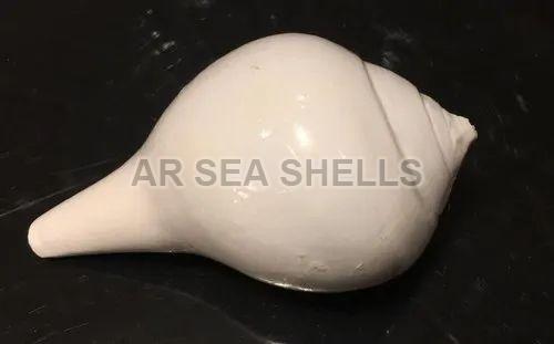 White 6 Inch Conch Shell Shankh, Packaging Type : Box