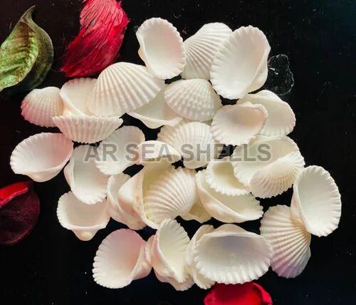 7mm White Mermaid Seashell, Packaging Type : Plastic Box