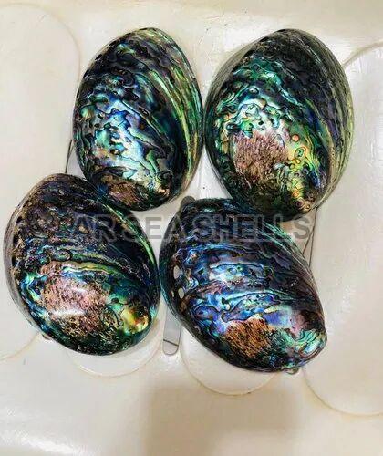 Multicolor Oval Glossy Abalone Pearl Seashell, Packaging Type : Plastic Box