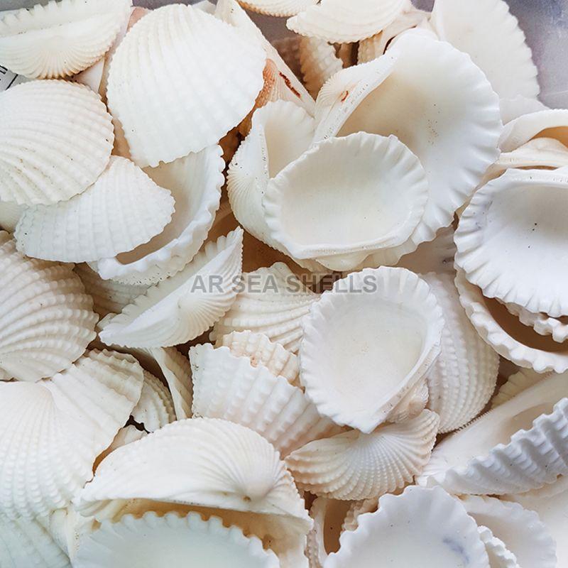 Non Polished Anadara Granosa Seashell, Style : Antique