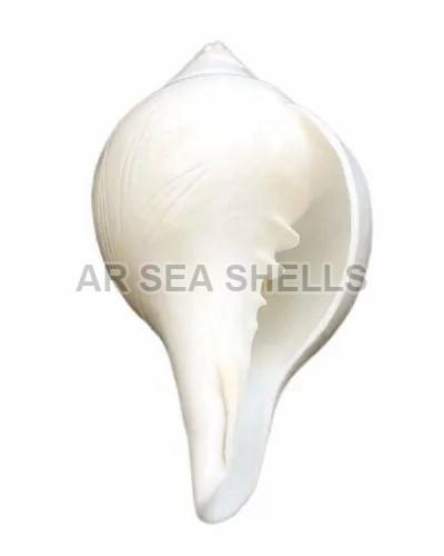 Blowing 8 Inch White Conch Shankh, Packaging Type : Box