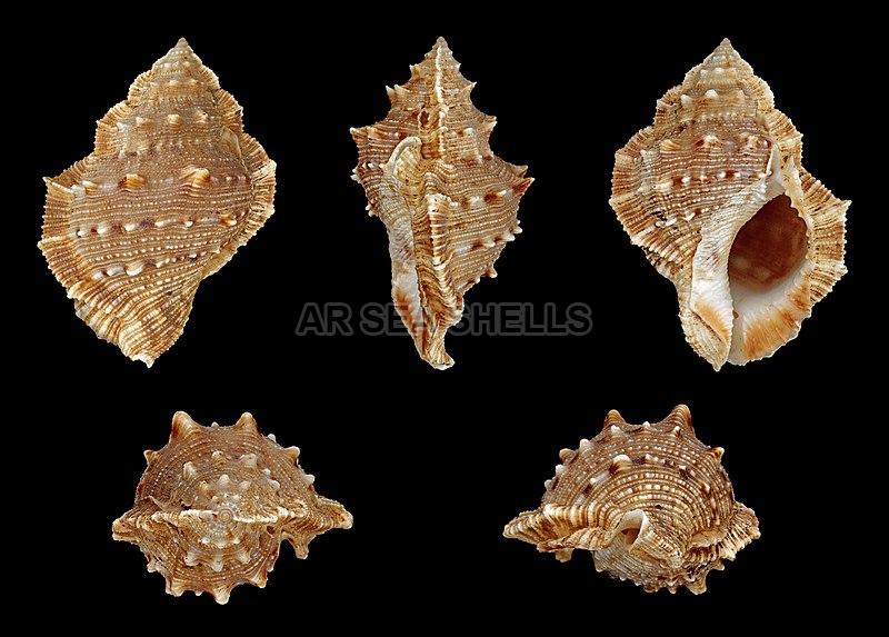 Brown Natural Non Polished Bufonaria Crumena Seashell, for Decoration, Style : Antique