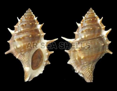 Bursa Spinosa Seashell, for Decoration, Style : Antique