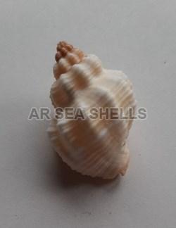 Non Polished Cantharus Tranquebaricus Seashell, Style : Modern
