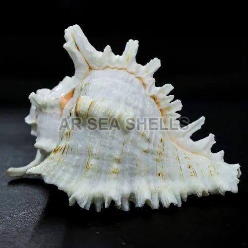Conch Shell Panchayajanya Elegant Shankh, Size : 5 inch (Length)